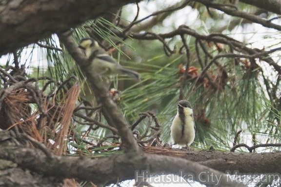 シジュウカラ幼鳥2021.05.19平塚（撮影　鈴木真由美）