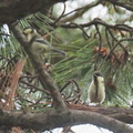 シジュウカラ幼鳥2021.05.19平塚（撮影　鈴木真由美）