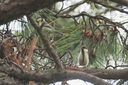 シジュウカラ幼鳥2021.05.19平塚（撮影　鈴木真由美）