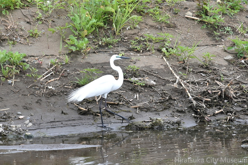 チュウダイサギ2021.05.05平塚（撮影　岡根武彦）.jpg