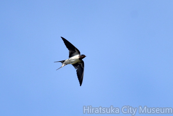 ツバメ♀2021.05.02平塚（撮影　岡根武彦）