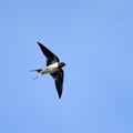 ツバメ♀2021.05.02平塚（撮影　岡根武彦）