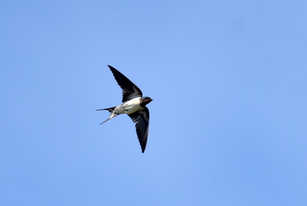 ツバメ♀2021.05.02平塚（撮影　岡根武彦）