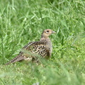 キジ♀2021.05.14平塚（撮影　岡根武彦）