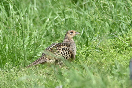 キジ♀2021.05.14平塚（撮影　岡根武彦）