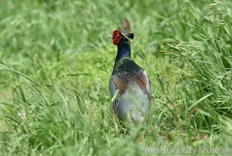 キジ♂2021.05.14平塚（撮影　岡根武彦）.jpg