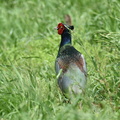 キジ♂2021.05.14平塚（撮影　岡根武彦）