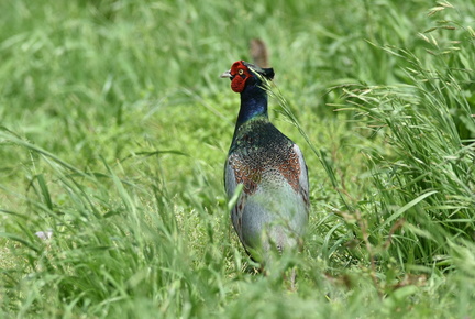 キジ♂2021.05.14平塚（撮影　岡根武彦）