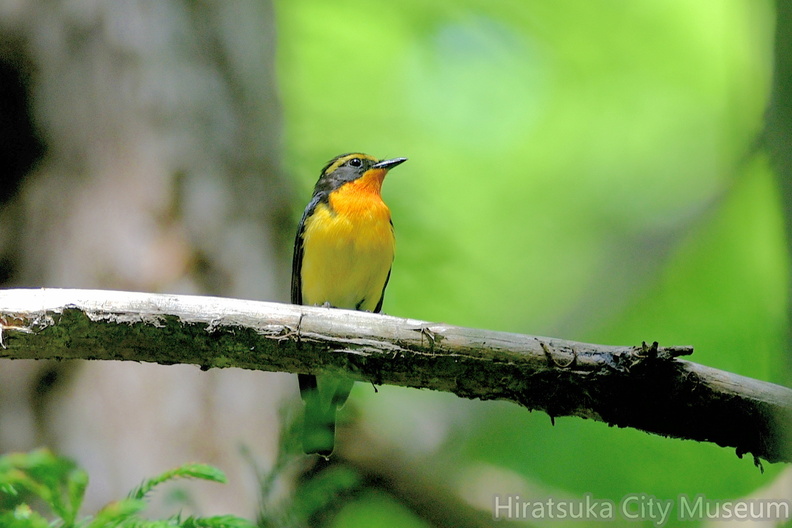 キビタキ♂2021.05.09平塚（撮影　岡根武彦）.jpg