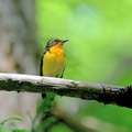 キビタキ♂2021.05.09平塚（撮影　岡根武彦）
