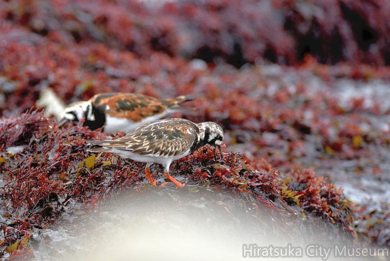 キョウジョシギ2021.05.12平塚（撮影　岡根武彦）.jpg