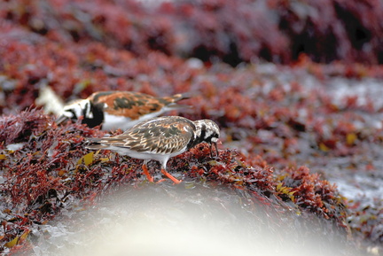 キョウジョシギ2021.05.12平塚（撮影　岡根武彦）