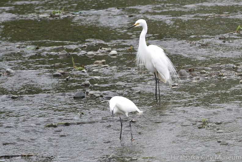 コサギとチュウサギ2021.05.05平塚（撮影　岡根武彦）.jpg