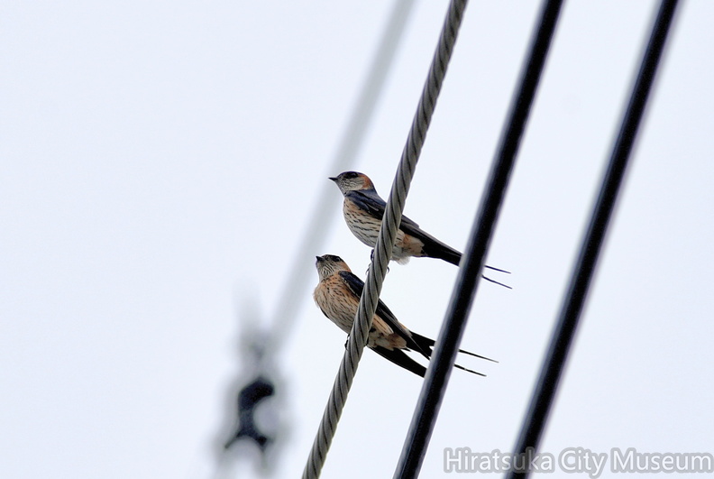 コシアカツバメ2021.05.12平塚（撮影　岡根武彦）.jpg