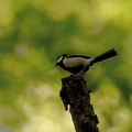 シジュウカラ♂2021.04.30平塚（撮影　岡根武彦）