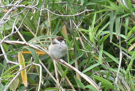スズメ幼鳥2021.05.11平塚（撮影　岡根武彦）
