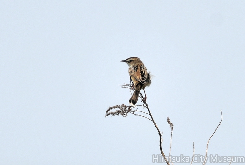 セッカ♂2021.05.08平塚（撮影　岡根武彦）.jpg