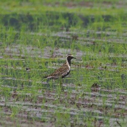 平塚と周辺の鳥（撮影　鈴木真由美）