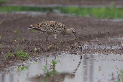 貝を食べるホウロクシギ2021.05.20秦野（撮影　鈴木真由美）