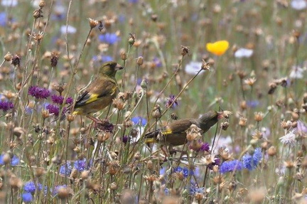 矢車草の種を食べるカワラヒワ2021.06.15平塚（撮影　鈴木真由美）
