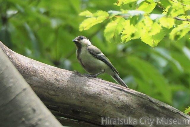 シジュウカラ幼鳥2021.06.02平塚（撮影　鈴木真由美）