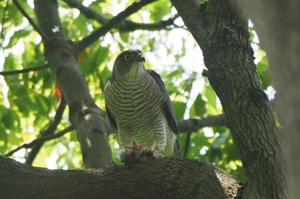 ツミ♀2021.06.15平塚（撮影　鈴木真由美）
