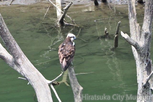 ミサゴ♂2021.06.18清川（撮影　鈴木真由美）.jpg