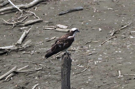 ミサゴ♀2021.06.18清川（撮影　鈴木真由美）