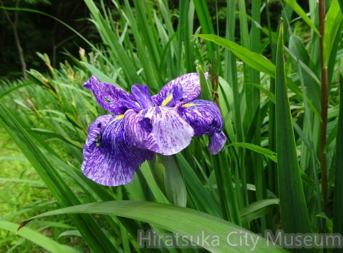 アヤメ2021.06.02平塚（撮影　松本富美江）.jpg