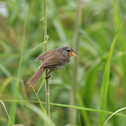 平塚と大磯の野鳥（撮影　岡根武彦）