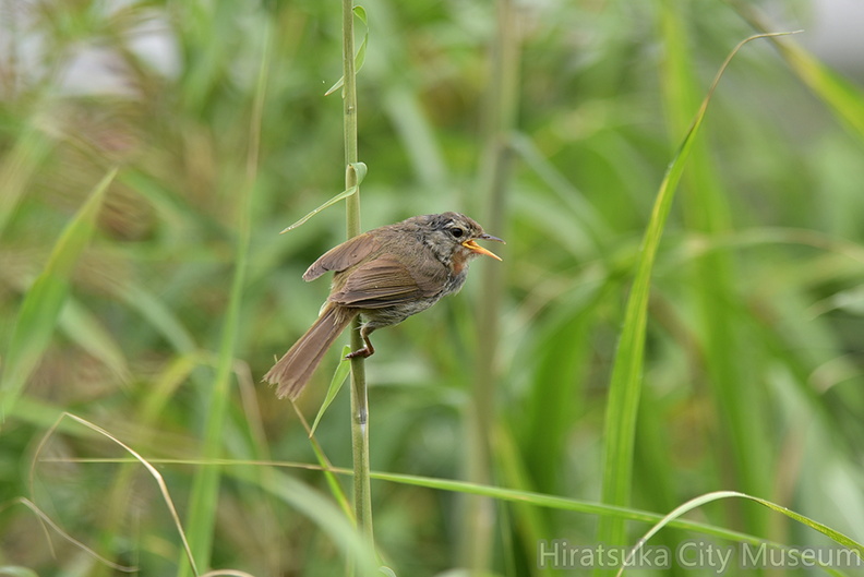 ウグイス幼鳥2021.06.16平塚（撮影　岡根武彦）.jpg