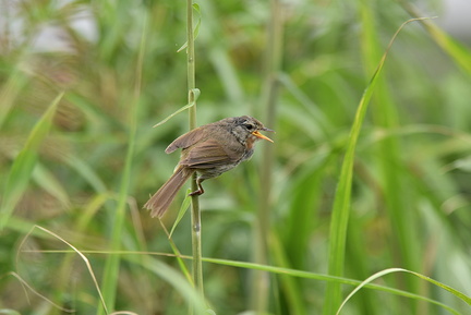 ウグイス幼鳥2021.06.16平塚（撮影　岡根武彦）
