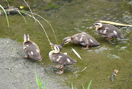 カルガモ幼鳥2021.06.18大磯（撮影　岡根武彦）