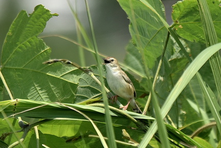 セッカ♂2021.06.25平塚（撮影　岡根武彦）