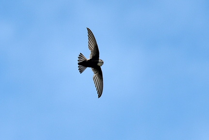 ヒメアマツバメ2021.06.12平塚（撮影　岡根武彦）