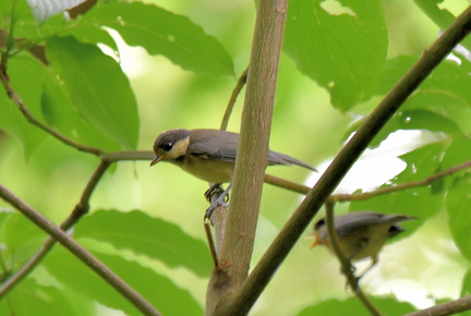 ヤマガラ幼鳥2021.06.13平塚（撮影　岡根武彦）
