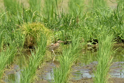ヨシゴイ♀2021.06.15平塚（撮影　岡根武彦）
