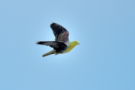 アオバト♂2021.06.18大磯（撮影　岡根武彦）