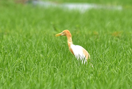 アマサギ2021.06.26平塚（撮影　岡根武彦）