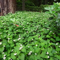 ドクダミ群生2021.05.28平塚（撮影　松本富美江）