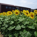 ヒマワリ2021.06.18平塚（撮影　松本富美江）