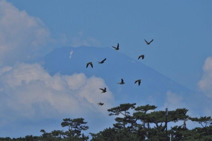 富士山とアオバト2021.07.19大磯（撮影　鈴木真由美）