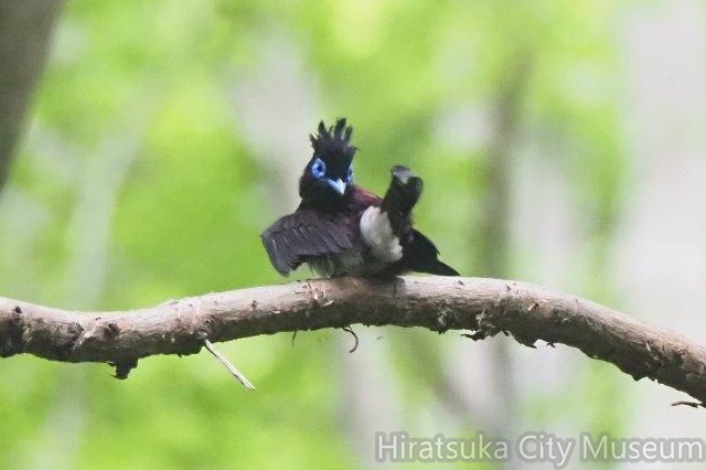 サンコウチョウ♂2021.06.25大磯（撮影　鈴木真由美）.jpg