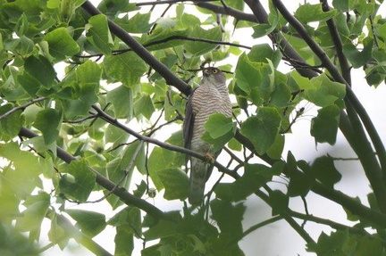 ツミ♀2021.06.24平塚（撮影　鈴木真由美）