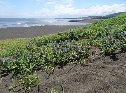 ハマゴウと海2021.06.25平塚（撮影　松本富美江）