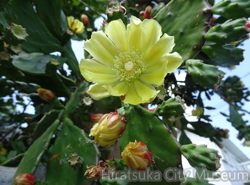 ウチワサボテンの花2021.06.18平塚（撮影　松本富美江）.jpg