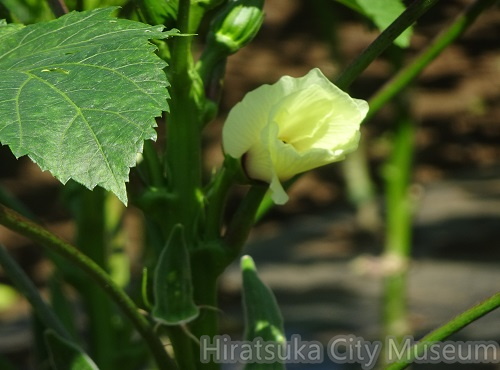 オクラ2021.07.20平塚（撮影　松本富美江）.jpg