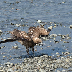 平塚と大磯の野鳥（撮影　岡根武彦）