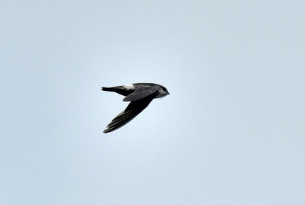 ヒメアマツバメ2021.07.13平塚（撮影　岡根武彦）