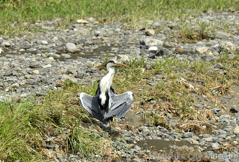 アオサギ2021.07.07平塚（撮影　岡根武彦）.jpg